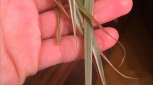 Почему погибает драцена...