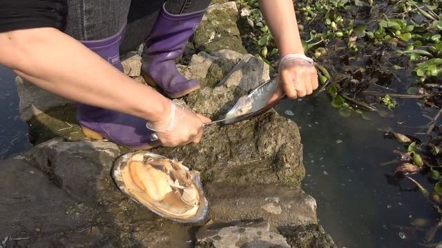 Pearl hunter/find wild oysters in outdoor water pools and collect golden pearls смотреть онлайн