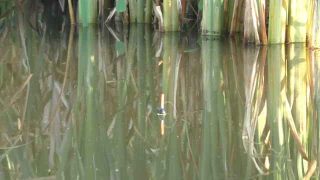 В ЭТОМ БОЛОТЕ клюют рыбы! Рыбалка на поплавок! смотреть онлайн