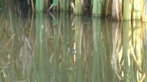 В ЭТОМ БОЛОТЕ клюют рыбы! Рыбалка на поплавок!