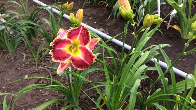 Лилейник JADE OVATION