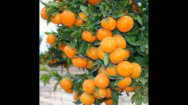 Интересные факты о мандаринах смотреть онлайн