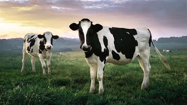 Fruttis 8% #НуттисФруттис. Новая реклама Fruttis на ТВ, V2 смотреть онлайн