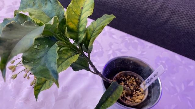 Цветение хойи мультифлора альбомаргината. Hoya multiflora albomarginata. смотреть онлайн