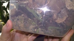 Фаленопсис Сого Юкидан пол года в чудо горшке.?