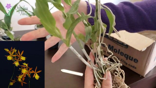 ORQUIDÁRIO TRADIÇÃO. Orquídeas SUPER DIFERENCIADAS. смотреть онлайн