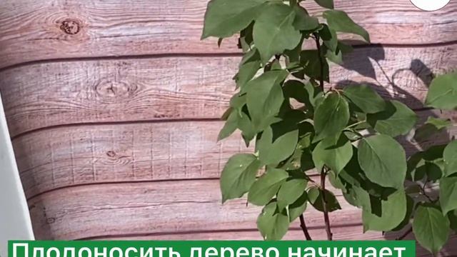 ✨АБРИКОС МЕДОВЫЙ✨