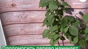 ✨АБРИКОС МЕДОВЫЙ✨