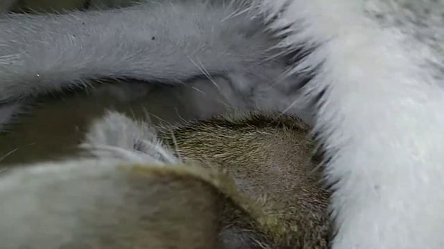 Kucing Menyusui | Live Sahabat Meong смотреть онлайн