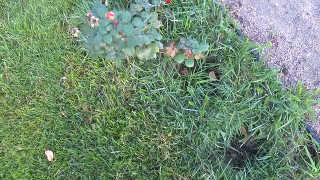 Нужно ли укрывать розы зимой смотреть онлайн