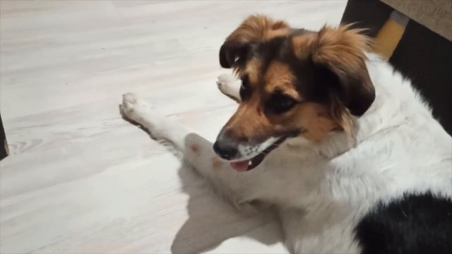 Собака пудель и дворянка # 10 Maurizio The Happy Dog. MATILDA  Poodle At Home.