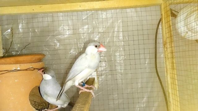 Beautiful Java Singing Bird Cute Sounds | Top Quality Bird #birds #motivation #javabirds #pets смотреть онлайн