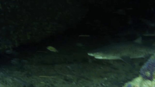 Scuba Diving Aliwal Shoal South Africa. Sharks, Rays and Potato Bass 27 October 2016 смотреть онлайн