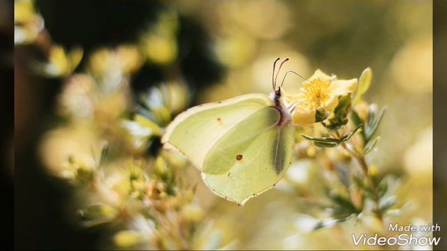 Вот что тут будет. Спасибо за внимание. смотреть онлайн
