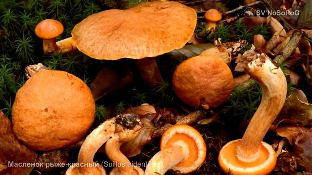 Масленок рыже-красный (Suillus tridentinus) смотреть онлайн