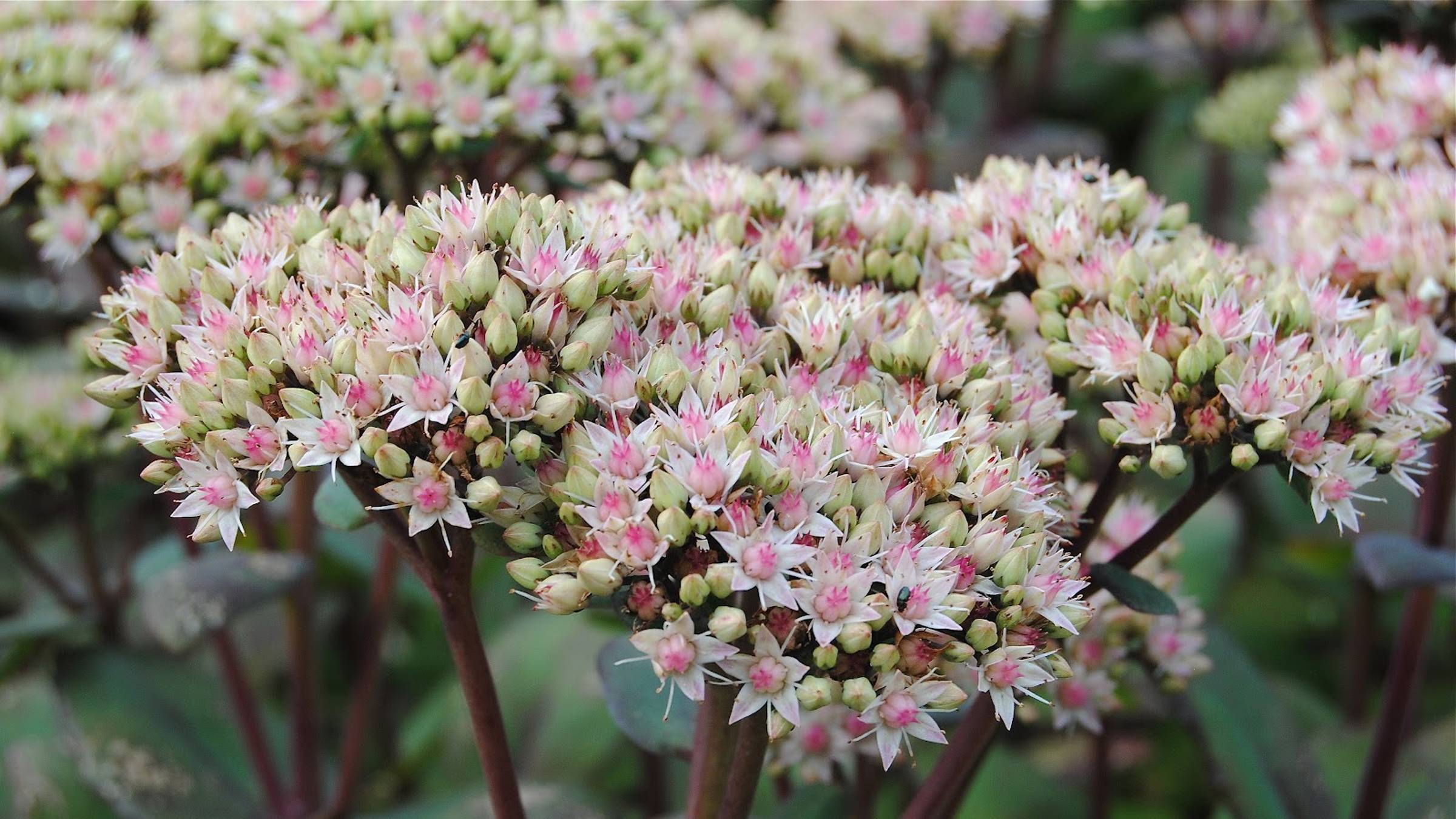 Очиток видный - осеннее украшение сада. Посадка, уход, что делать чтобы не развалился. смотреть онлайн