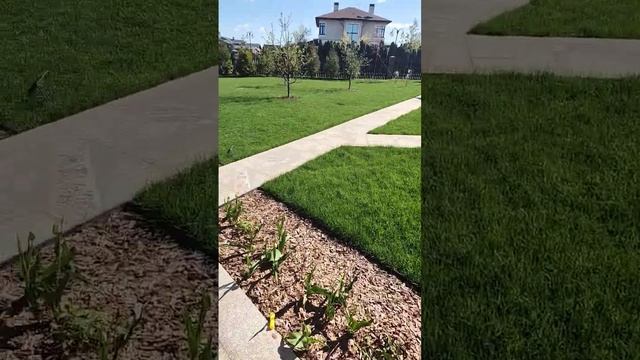 Озеленение и благоустройство территории