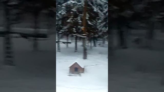 ШОК! ЛИСА РЯДОМ С СОБАКОЙ! ДИКОЕ ЖИВОТНОЕ ВОЗЛЕ ЧЕЛОВЕЧЕСКОГО ДОМА!!! смотреть онлайн