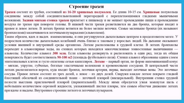 Развитие системы дыхания смотреть онлайн