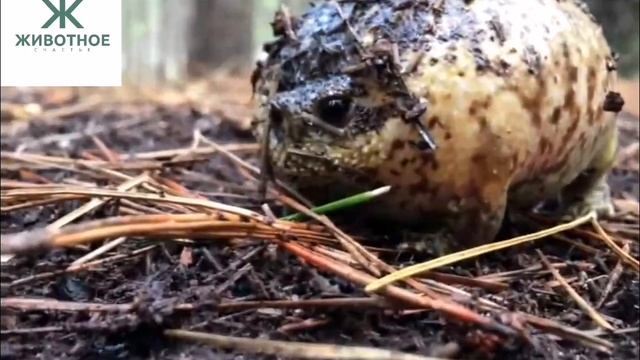 Угрюмая лягушка, или африканская узкоротая лягушка смотреть онлайн