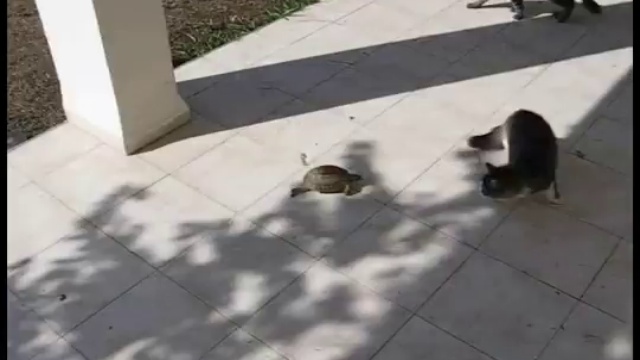 Сумасшедшая черепаха смотреть онлайн