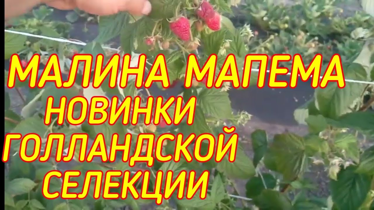 НОВИНКА ГОЛЛАНДСКОЙ СЕЛЕКЦИИ малина МАПЕМА смотреть онлайн