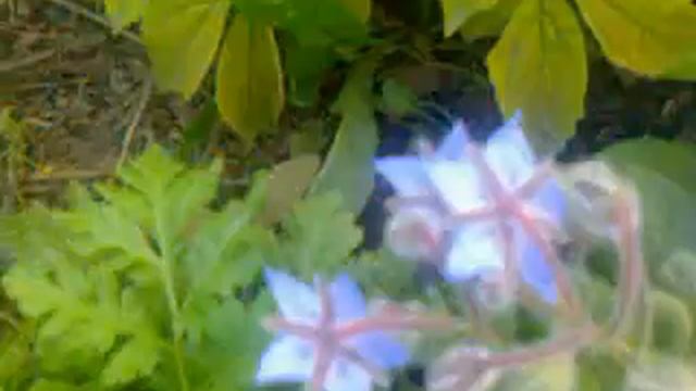 Крестьянская клумба. Благоустройство приусадебного участка.