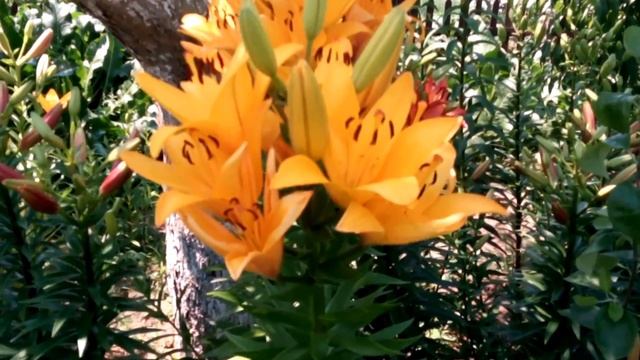 Моя коллекция лилий :лилия Йеллоу Даймонд (Lilium Yellow Diamond) Ла - гибрид смотреть онлайн