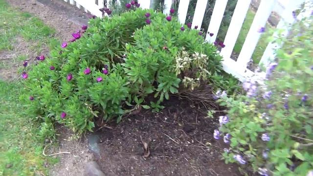 SONY HDR-CX130 Quality Test - Flower [HD] смотреть онлайн