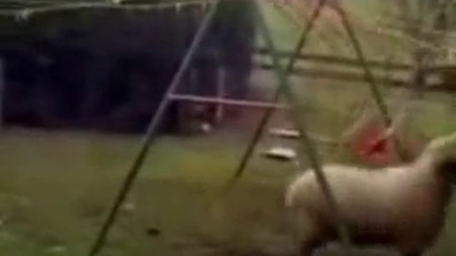 Баран спорит с качелями смотреть онлайн
