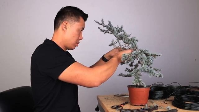 How to Make a Blue Atlas Cedar Bonsai Tree - Preparation and Styling смотреть онлайн