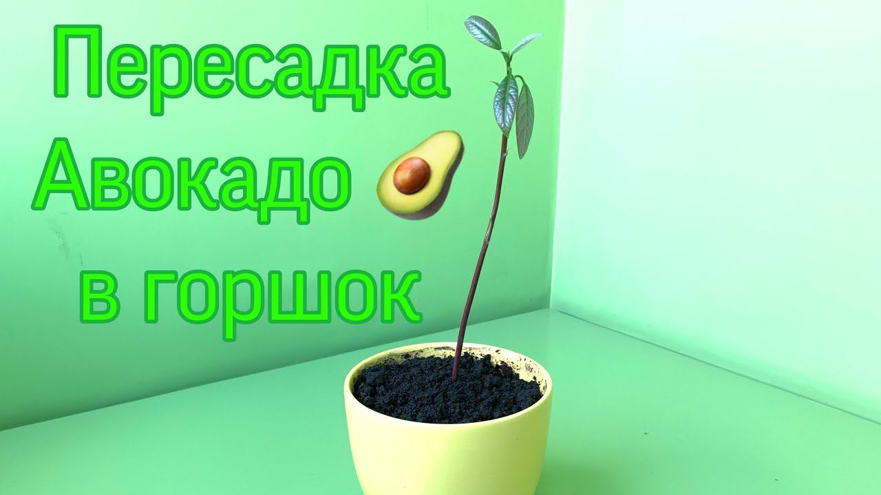 Пересадка авокадо в горшок [Transplanting an avocado tree into soil or pot] смотреть онлайн