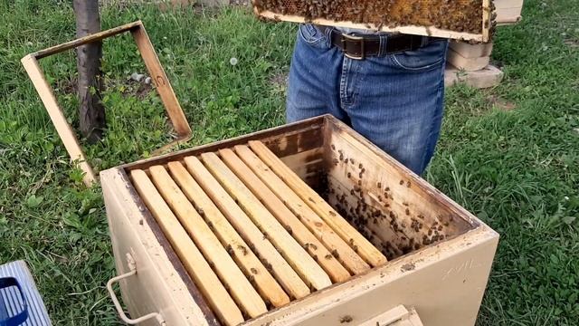 ПАСЕКА.ПЧЕЛОВОДСТВО. Двухкорпусное содержание, ставим второй корпус. смотреть онлайн