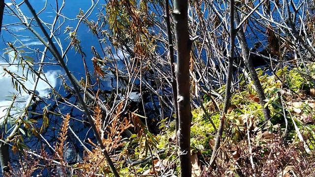 Змеи в финском лесу /Будьте бдительны! смотреть онлайн