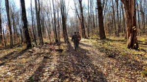 Загонная охота на кабана в горах.