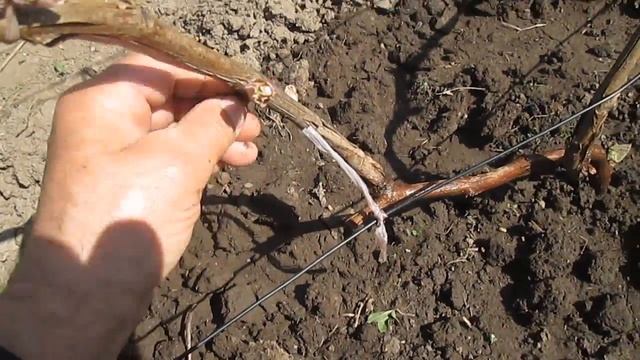 Виноград Конкорд (двухлетний шаг 1) смотреть онлайн