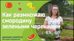 Как размножаю смородину зелеными черенками