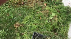 Стрижка можевельника низкорослого и казацкого осенью.