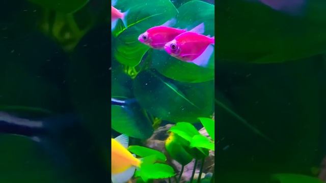 Красивые #аквариумные рыбки тернеция глофиш смотреть онлайн