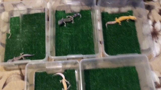 100 ПОДПИСЧИКОВ!!!/ВСЕ НАШИ ЖИВОТНЫЕ/ СТЕНА С ВАШИМИ КОММЕНТАРИЯМИ смотреть онлайн