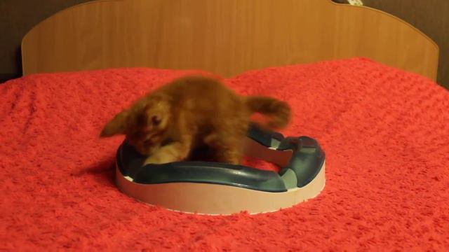 GrandMur Everest 8 weeks смотреть онлайн
