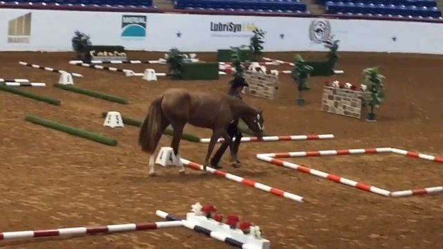 APHA World Show In-Hand Trail Futurity Champion смотреть онлайн