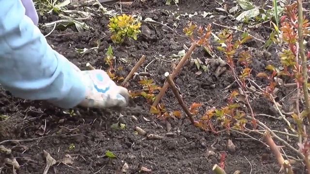 Плетистые розы Уход и вегетативное размножение смотреть онлайн