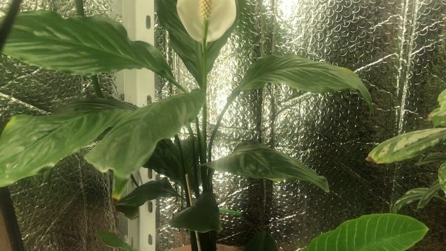 Зацвел Спатифиллум (женское счастье) смотреть онлайн