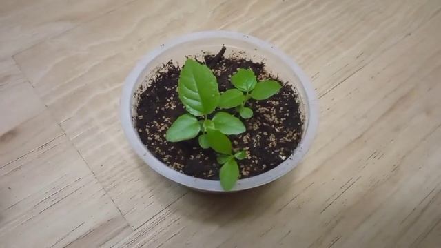 Выращивание инжира из семян смотреть онлайн