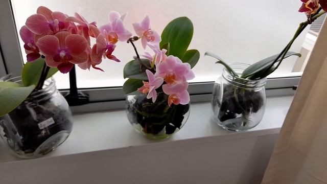 МАЗЬ ДЛЯ ЛЕЧЕНИЯ ОРХИДЕЙ...МОЙ САДИК смотреть онлайн