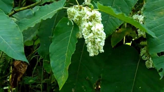 [Po] ?Reynoutria sachalinensis（Polygonum sachalinense）/ 大痛取（オオイタドリ） смотреть онлайн