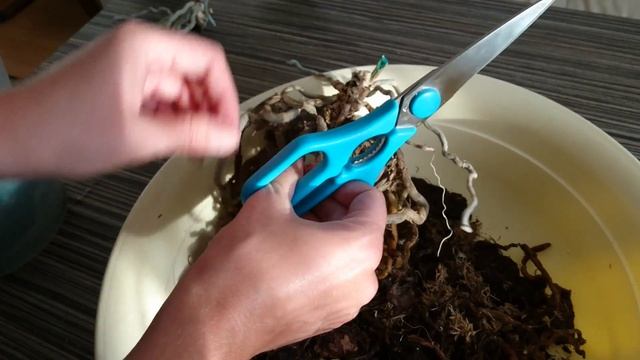 Омоложение орхидеи. Деление орхидеи на две части. смотреть онлайн