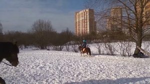 КОННАЯ ТРЕНИРОВКА на ПОНИ!?/КОНКУР для СОБАКИ?!