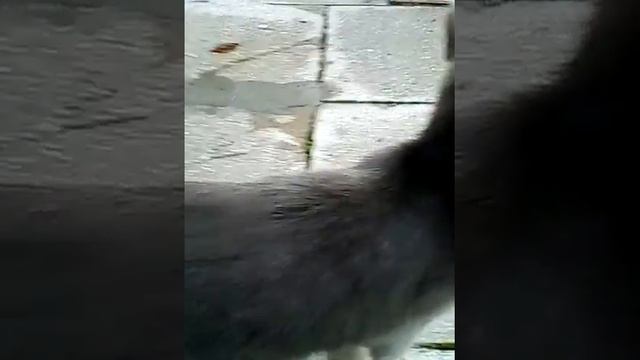Кот вафля смотреть онлайн